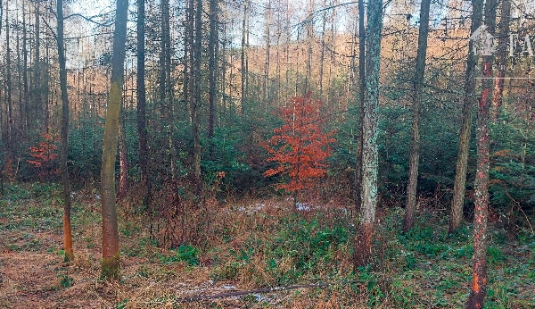 Łosie, działka leśna 10 ha, 1109S/2024