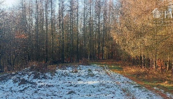 Łosie, działka leśna 10 ha, 1109S/2024